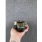 Black Forest Shot Glasses (Feles poharak)